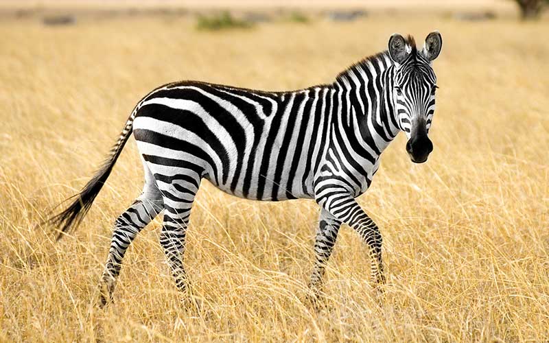 Por Que As Zebras São Listradas? - Muito Curioso