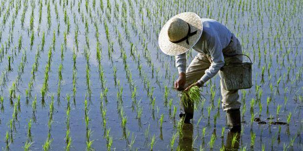 China desenvolve cultivo de arroz em água salgada | Muito Curioso